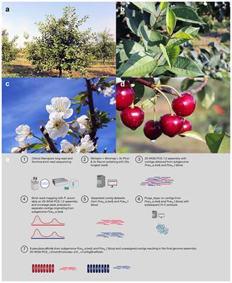 The structure of the tetraploid sour cherry ‘Schattenmorelle’ (Prunus cerasus L.) genome reveals insights into its segmental allopolyploid nature